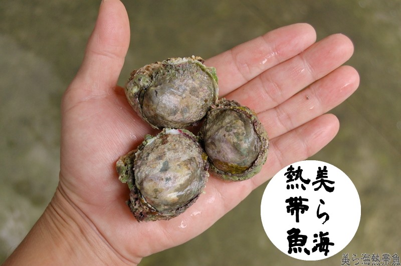 サンゴ礁イワガキ　3個体（送料/梱包費込み）