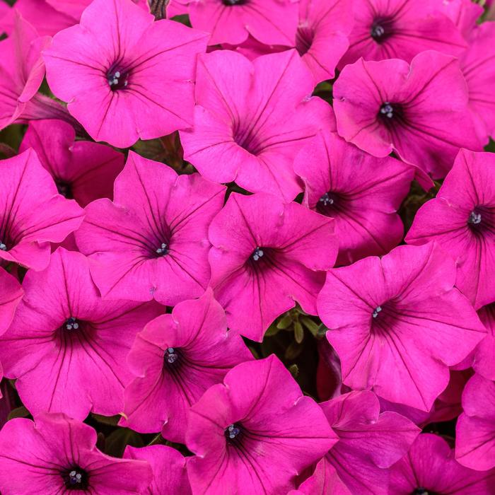 Petunia Supertunia Tiara Blue 1 Gal PW