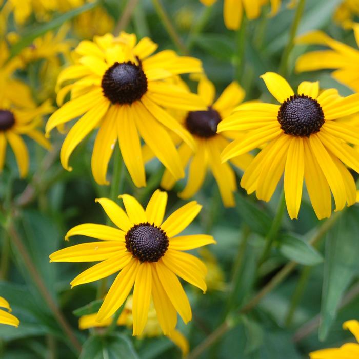 Black Eyed Susan Goldsturm 1 Gal