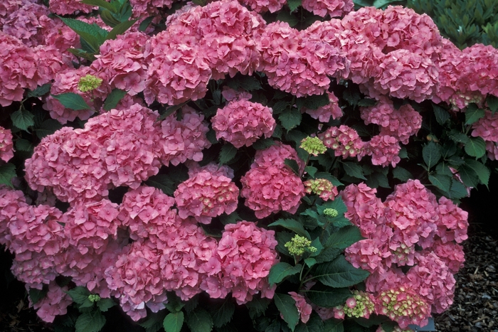 Hydrangea Big Daddy 3 Gal