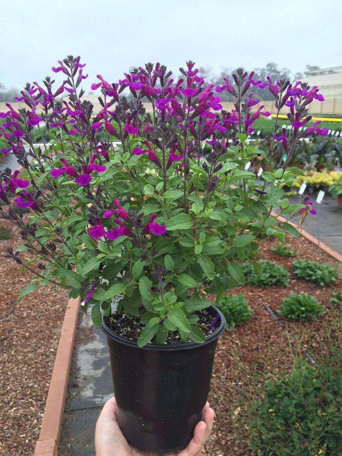 Salvia VIBE Ignition Sunrise 1 Gal