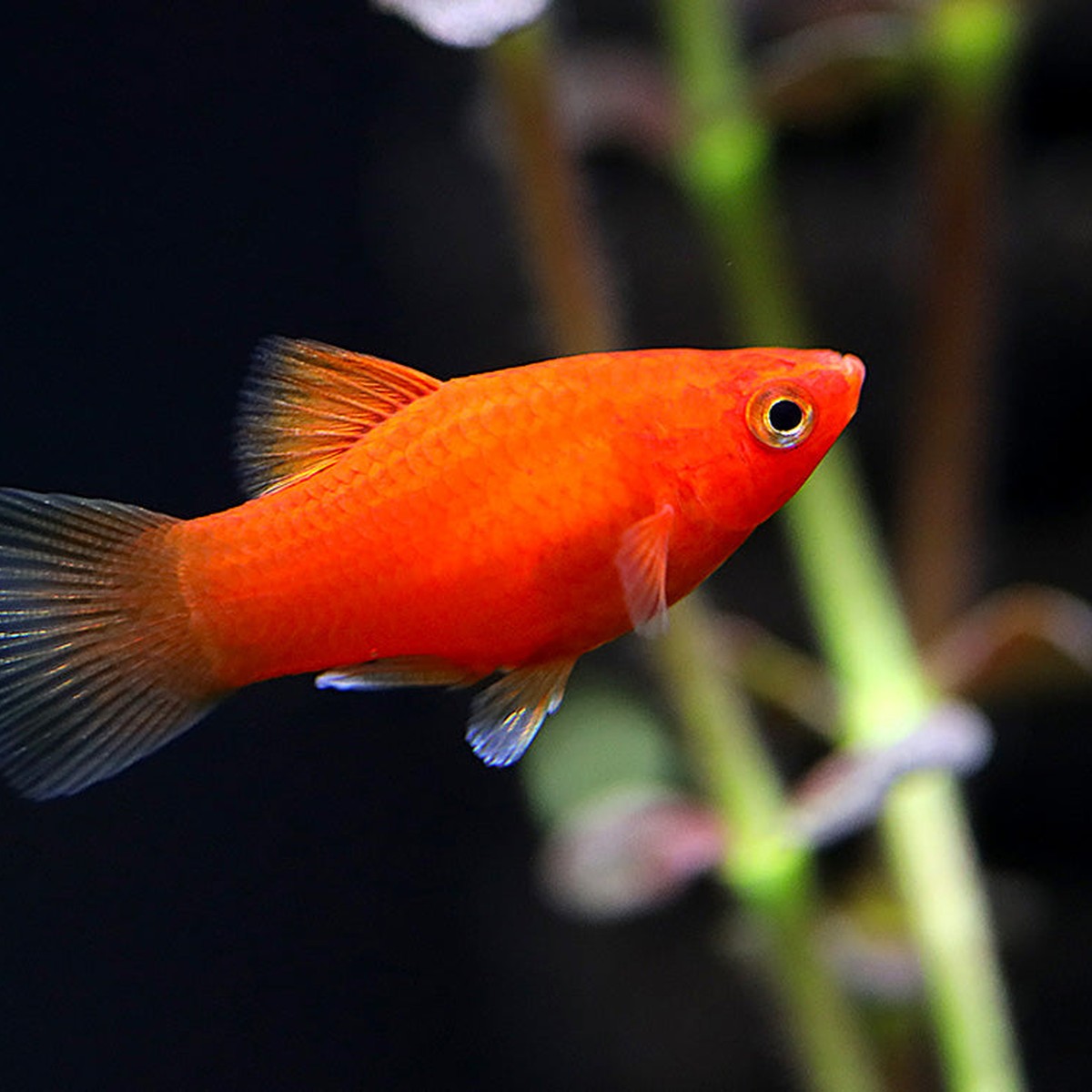 Dwarf Coral Red Platy