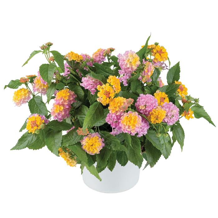 Lantana Gem Compact White Sapphire Quart