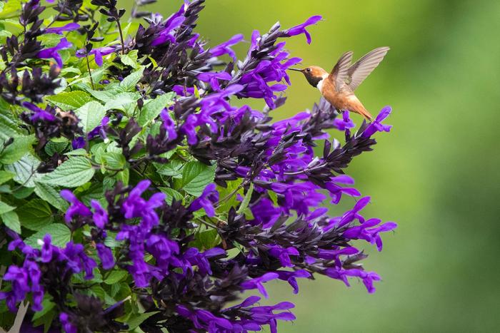 Salvia Bodacious Smoky Jazz 1 Gal