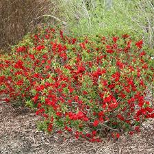 Texas Scarlet Quince (Chaenomeles), 3 gallon