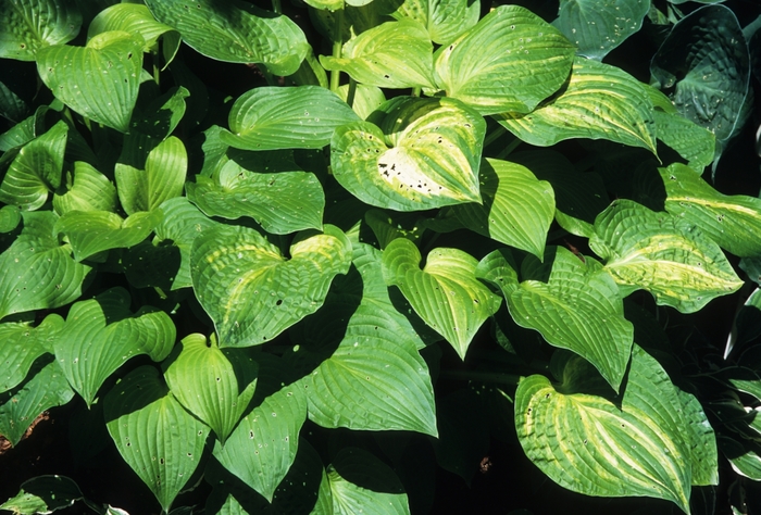 Hosta Fire and Ice 1 Gal