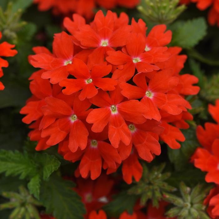 Verbena Cadet Burgundy 1 Gal