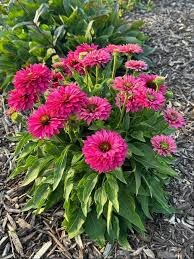 Sunseekers Sweet Fuchsia Coneflower (Echinacea), 1 gallon