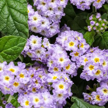 Heliotrope 1 Gal