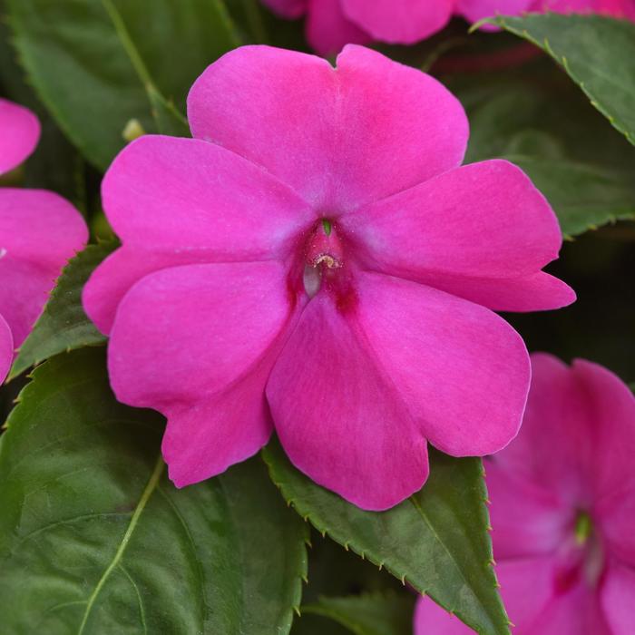 Impatiens Solarscape Red Glow Quart