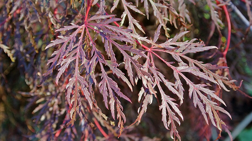 Acer Pal. Dis. 'Crimson Queen'