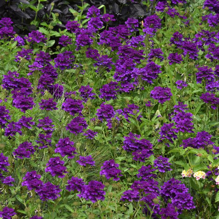 Verbena Pink Bicolor 1 Gal