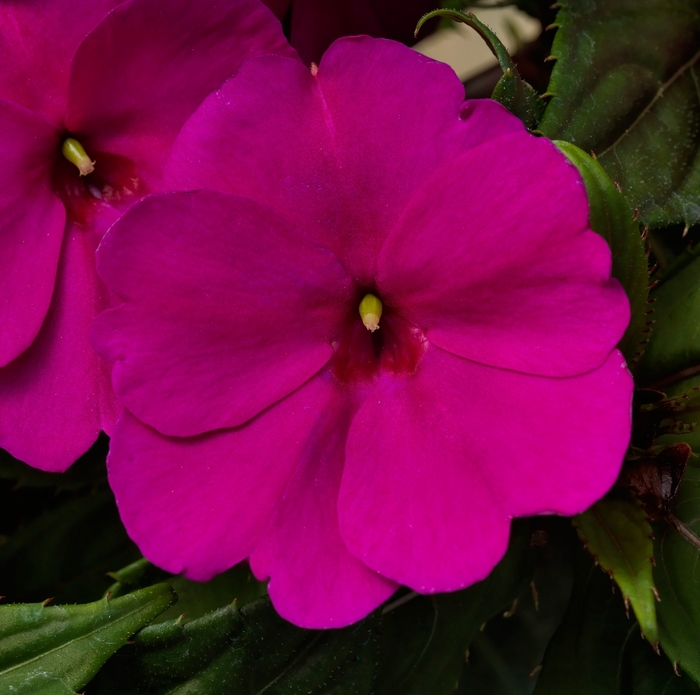 SunPatiens Compact Deep Red Quart