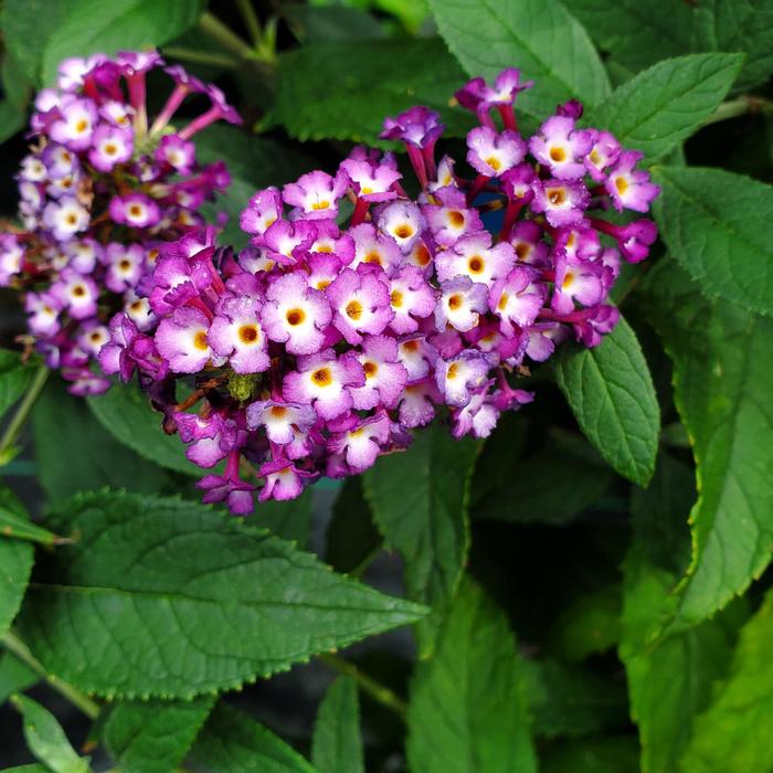 Butterfly Bush 3 Gal