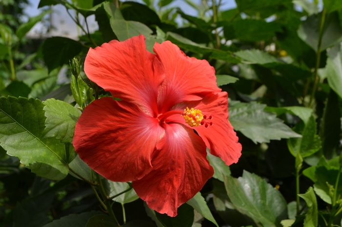 Althea Lady Bug 5 Gal