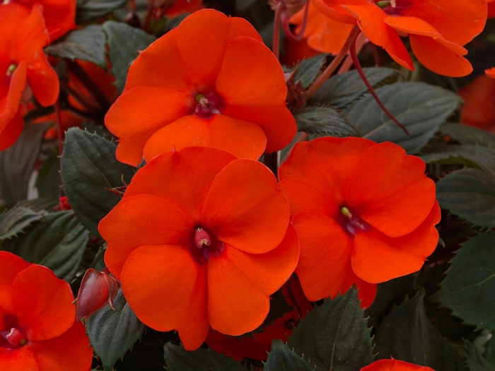 Sunpatiens Compact Orange Quart PW