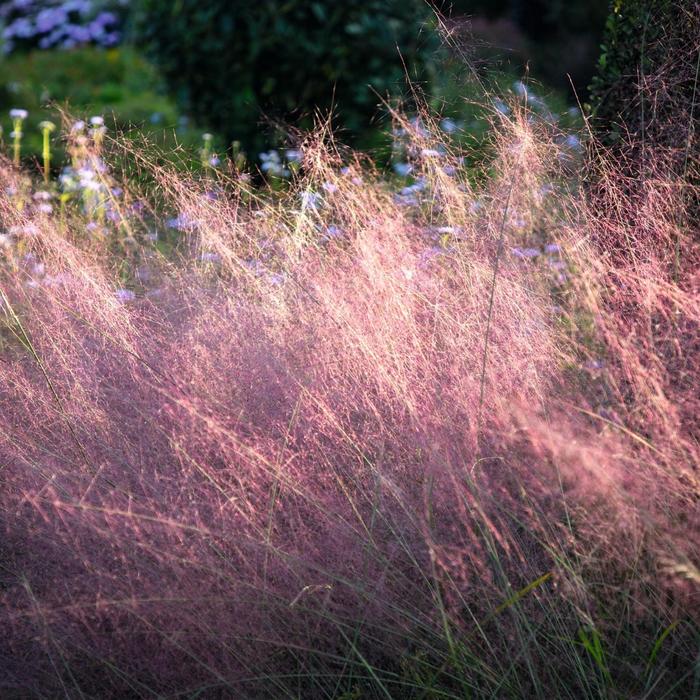 White Muhly Grass 1 Gal