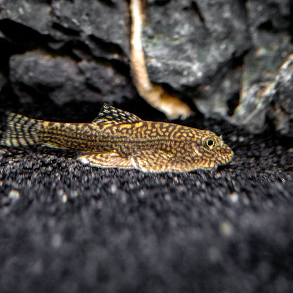 Reticulated Hillstream Loach - Sewellia lineolata