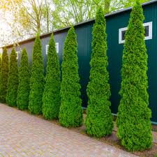 Degroots Spire Arborvitae (Thuja), 15 gallon