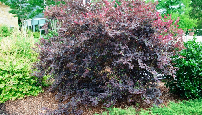Loropetalum Jazz Hands Pink 1 Gal