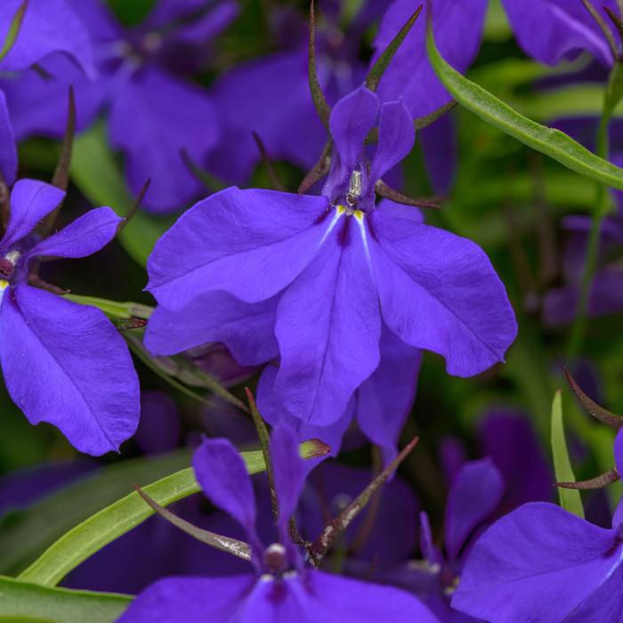 Lobelia Heatopia Sky Blue Quart