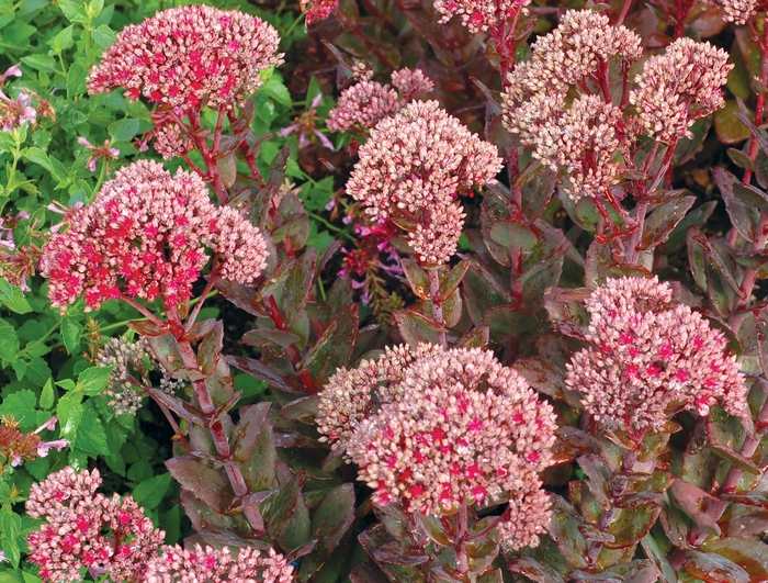 Sedum Vera Jameson 1 Gal