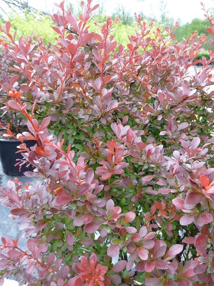Barberry Thunbergii Concorde 5 Gal