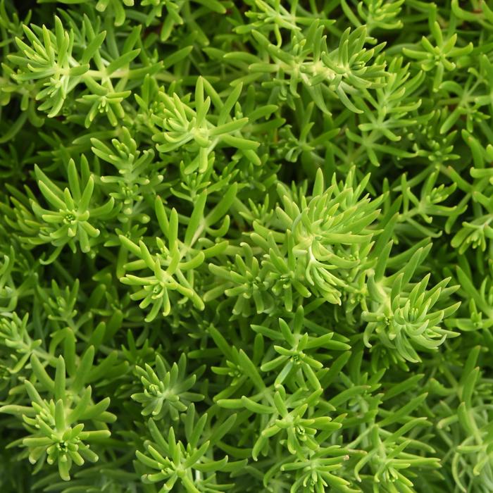 Sedum Lemon Ball 4.5