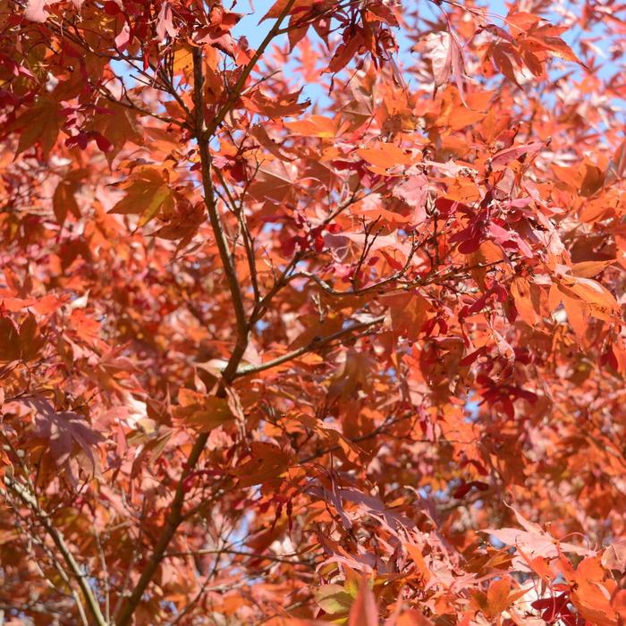 Japanese Maple Oshio-Beni B&B 25 Gal 5-6'