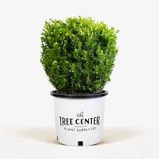 Baby Gem Boxwood (Buxus), 3 gallon