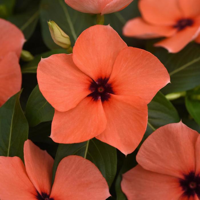 Vinca Tattoo Raspberry 1 Gal