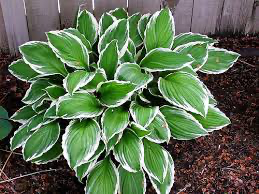 Albo Marginata Hosta, Bare Root