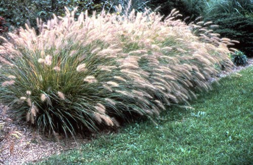 Pennisetum alopecuroides (Chinese Fountain Grass)