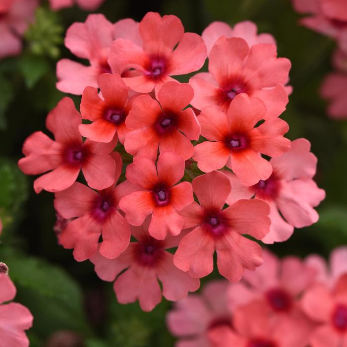 Verbena Dark Blue 1 Gal