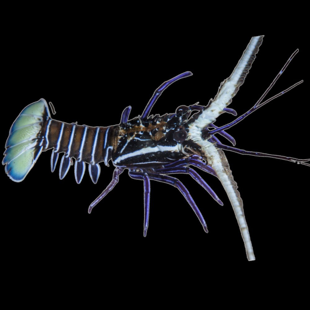 Painted Rock Lobster