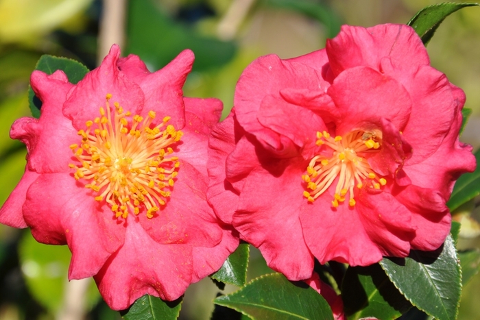 Camellia Magic Ruby 5 Gal
