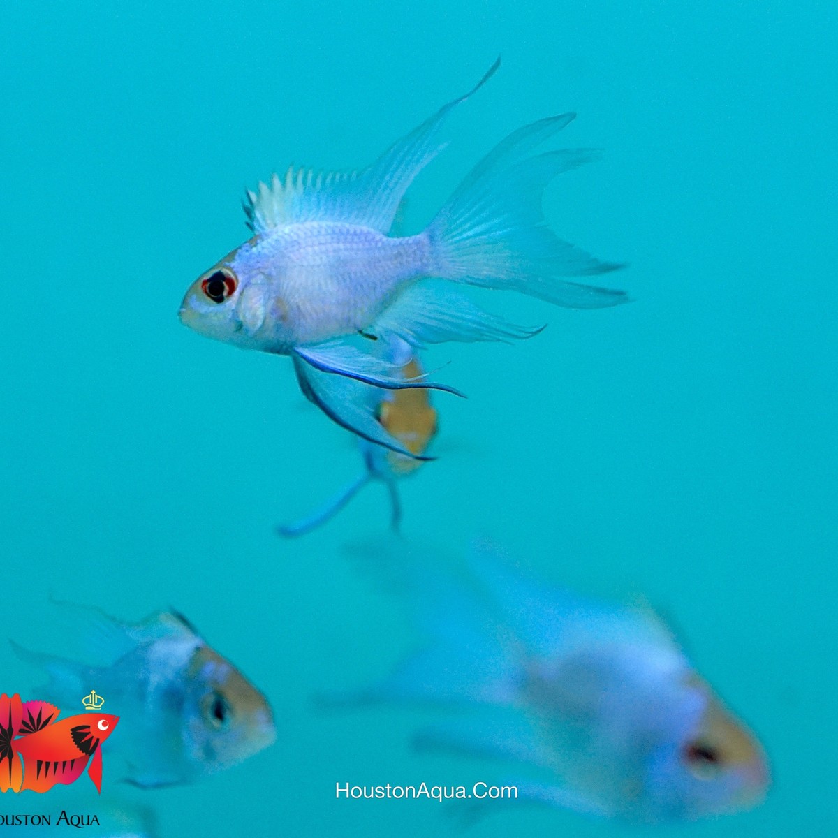 Electric Blue Balloon Ram