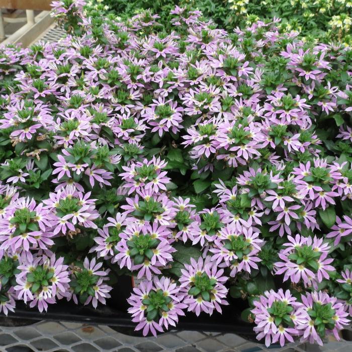 Scaevola Surdiva White Quart