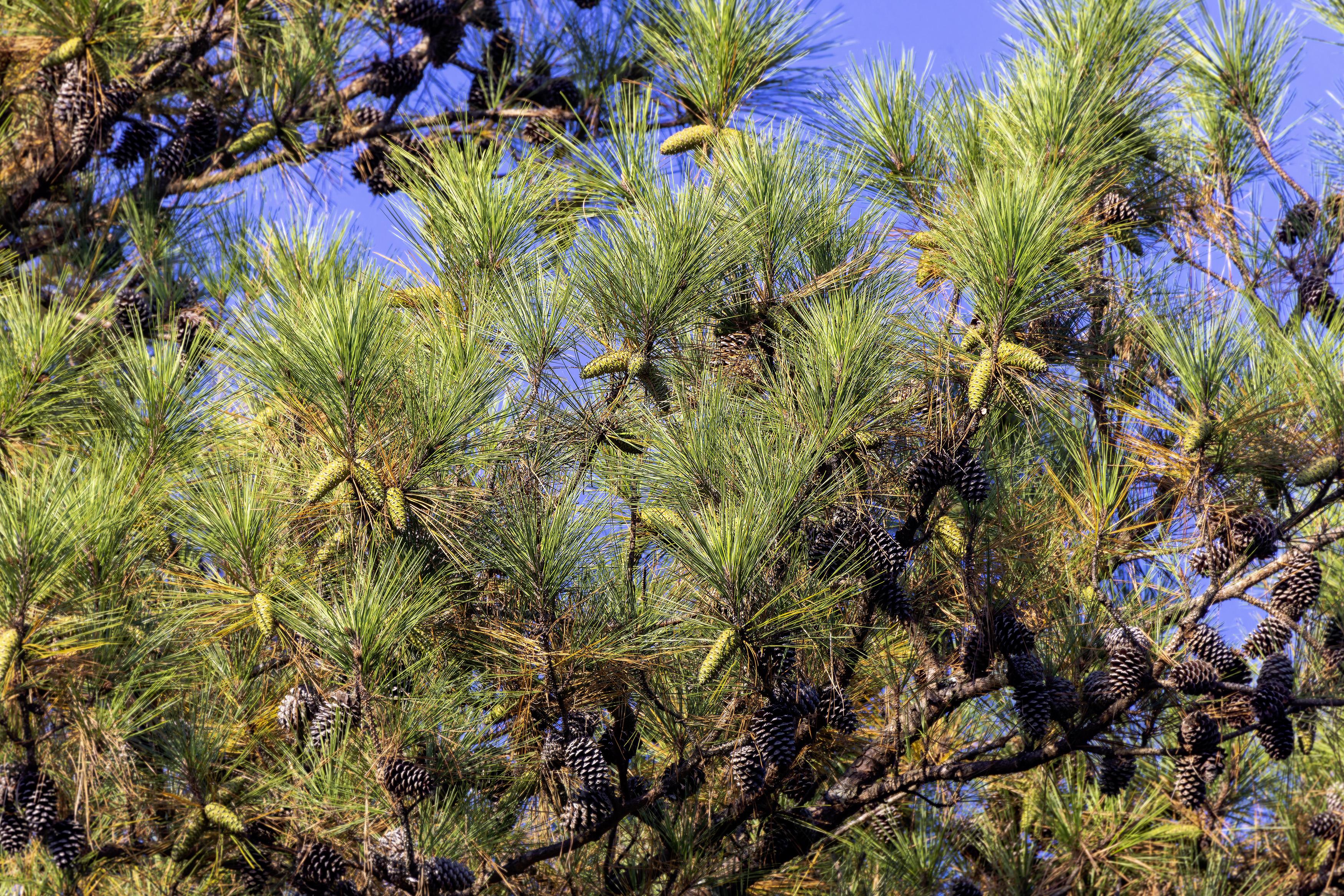 Pinus strobus (White Pine)