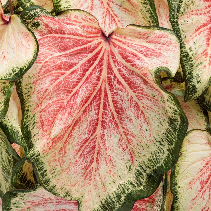 Caladium Heart To Heart Clowning Around Quart PW