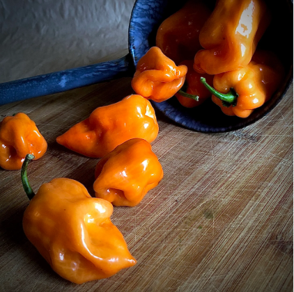 Habanero Pepper - Single