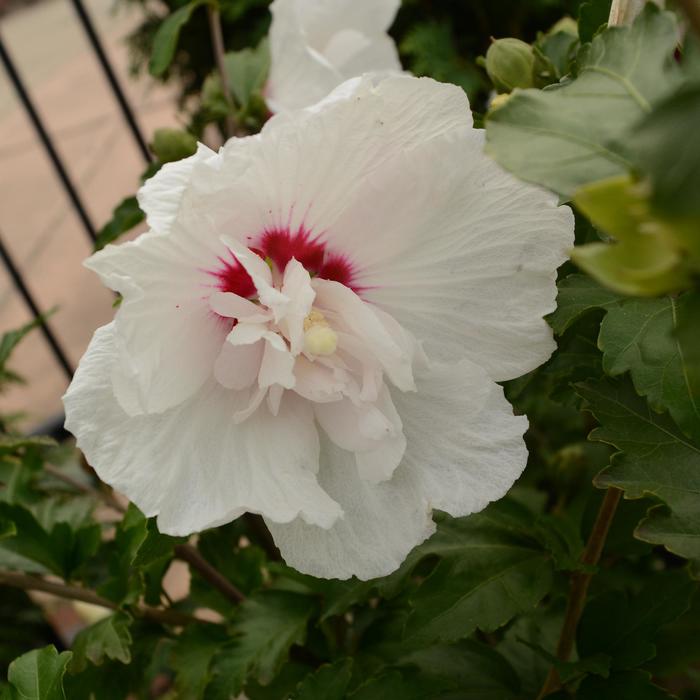 Althea First Editions 6 Fiji Gal Bush