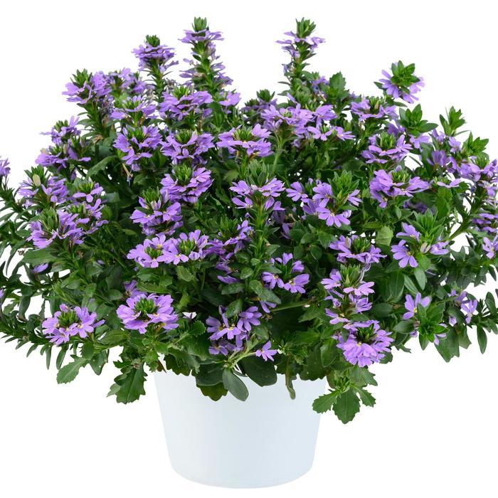 Scaevola Bondi Blue Quart