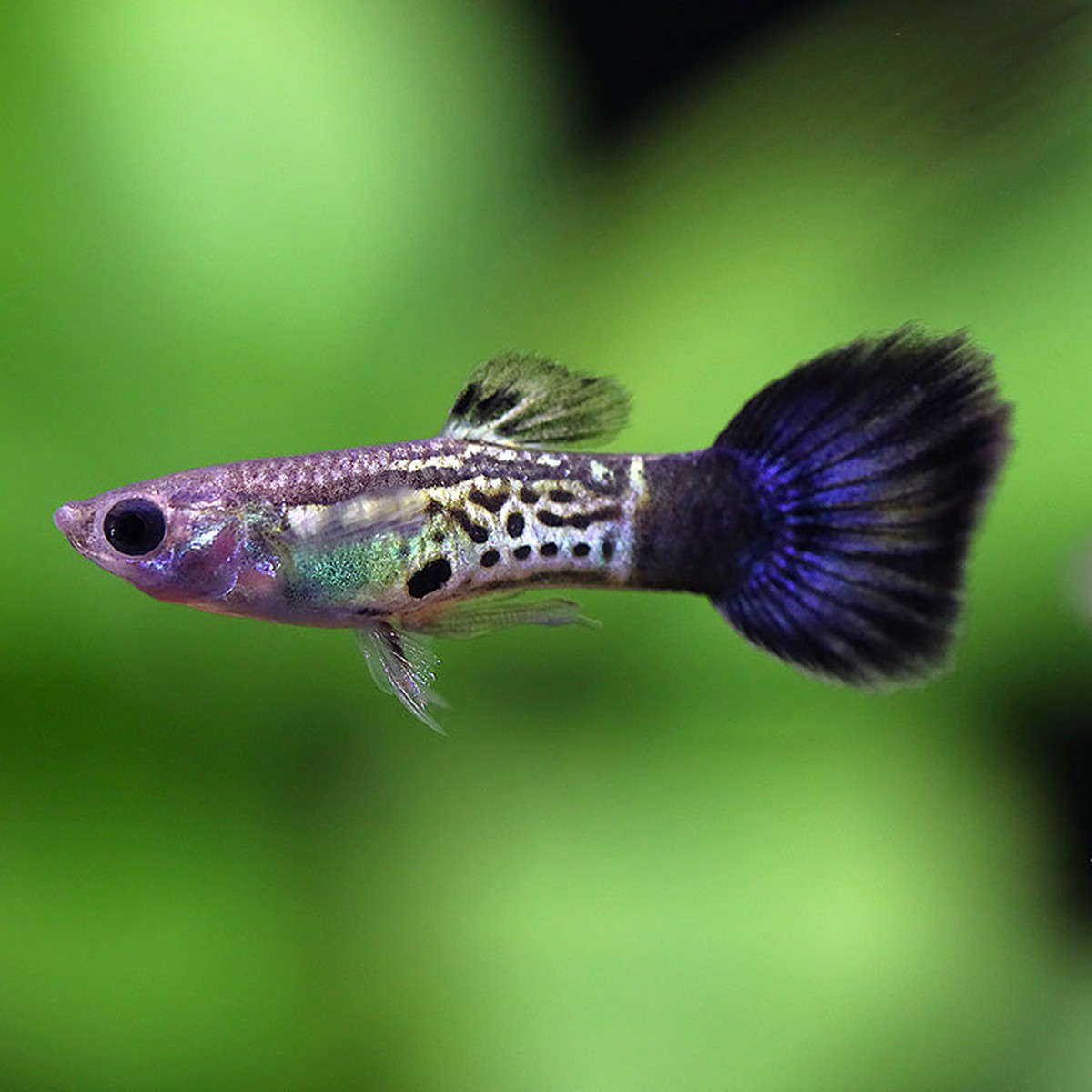 Blue Cobra Guppy Pairs