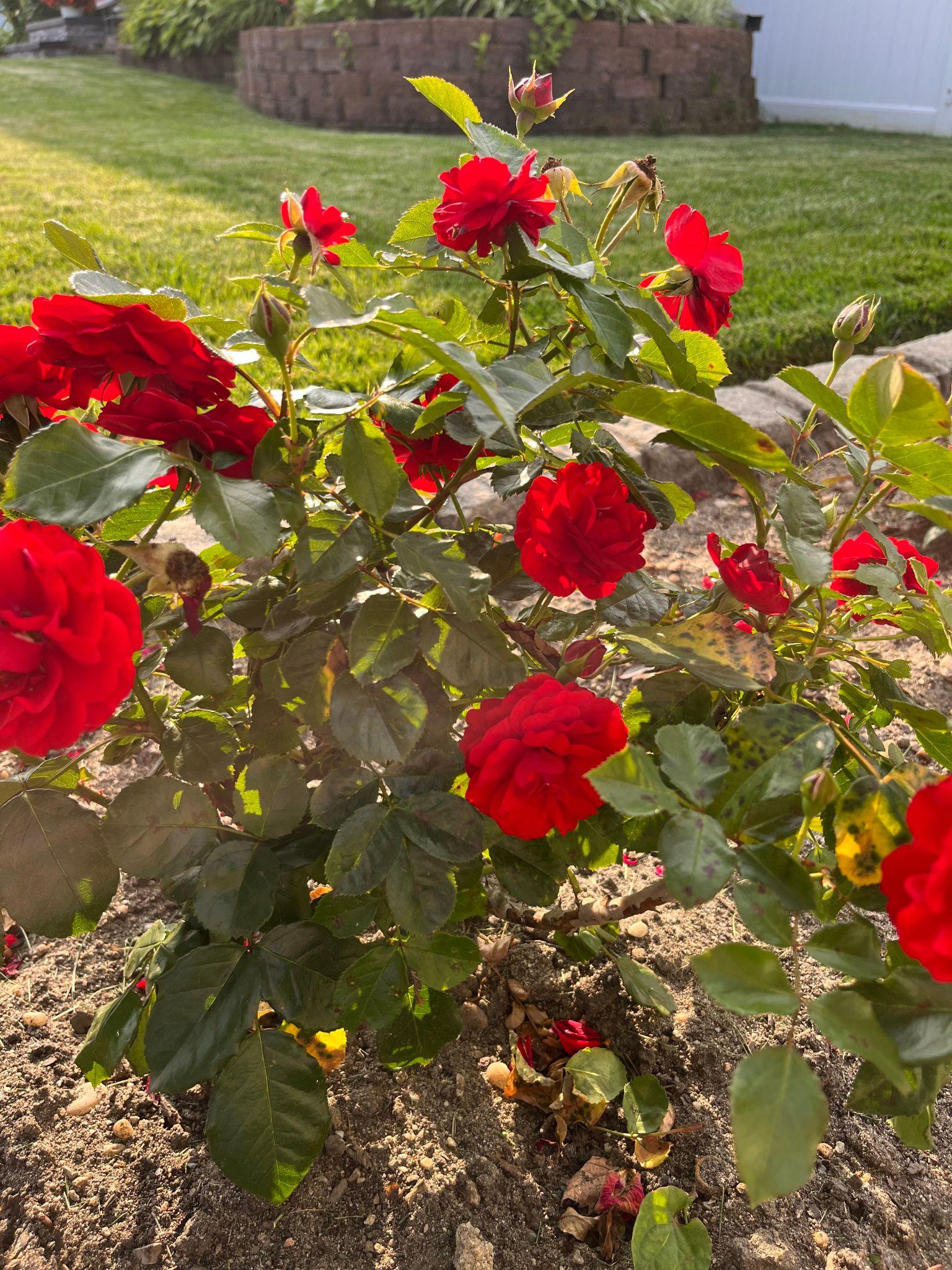 Red Knock Out® Rose (Rosa 'Radrazz')