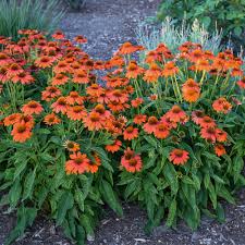 Sombrero Adobe Orange Coneflower (Echinacea), 1 gallon