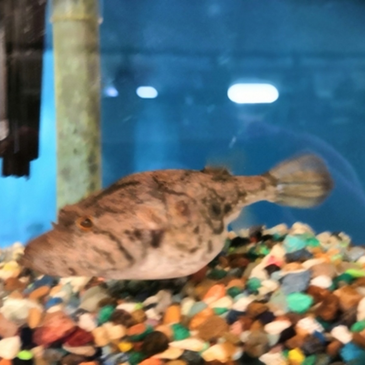 Arrowhead Puffer