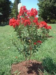 Victor Crapemyrtle (Lagerstroemia), 3 gallon