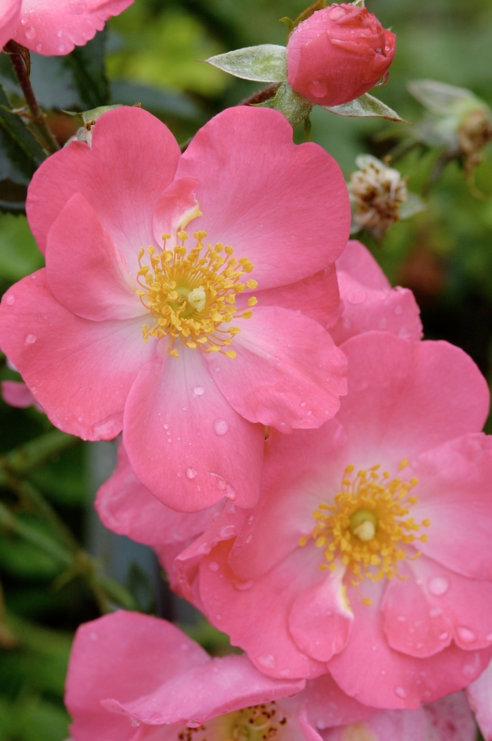 Rose Cinco De Mayo 3 Gal