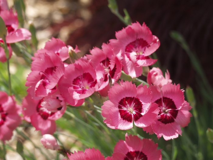Dianthus Capitan Magnifica 1 Gal